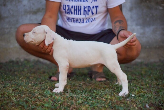 dogo-argentino-stenci-big-1