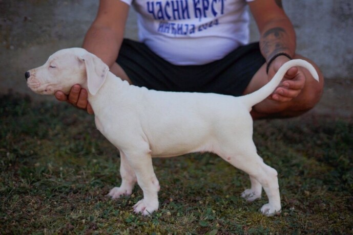 dogo-argentino-stenci-big-2