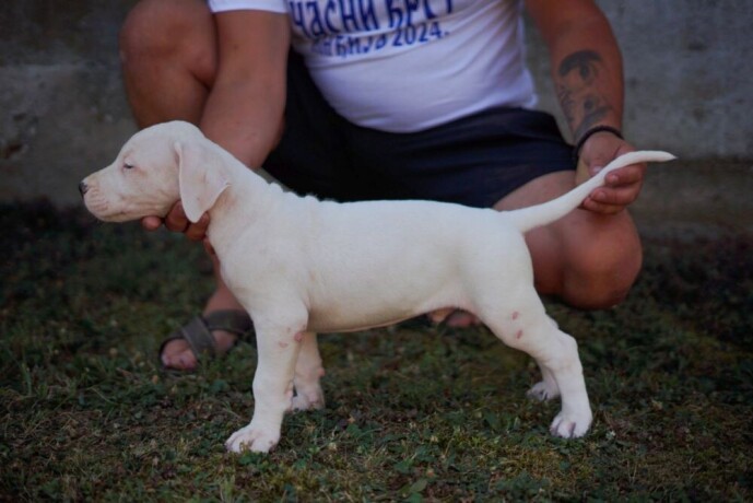 dogo-argentino-stenci-big-4