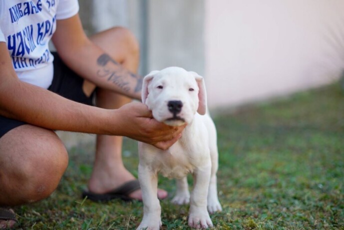 dogo-argentino-stenci-big-3