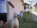 dogo-argentino-zenka-small-0