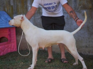 Dogo Argentino zenka