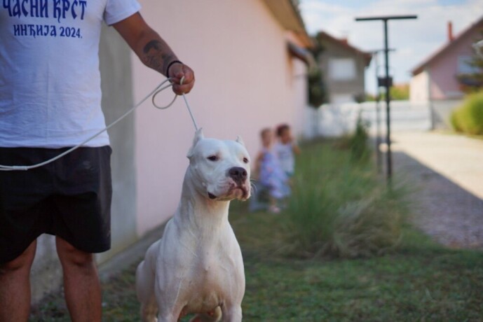 dogo-argentino-zenka-big-0