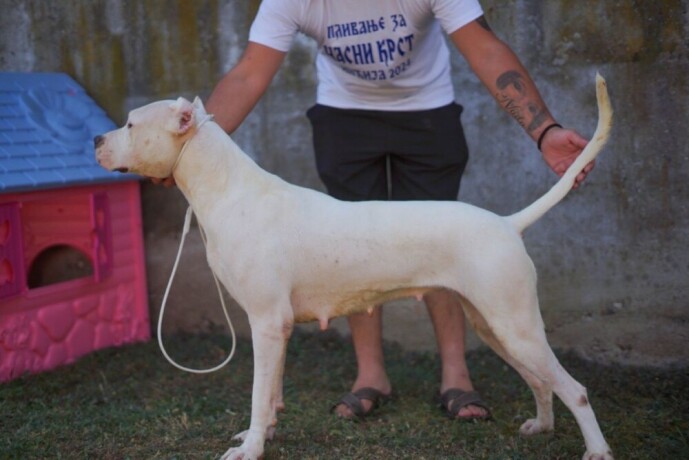 dogo-argentino-zenka-big-1