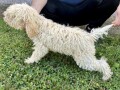 lagotto-romagnolo-stenci-small-2