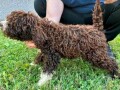 lagotto-romagnolo-stenci-small-4