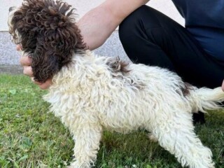 Lagotto Romagnolo štenci