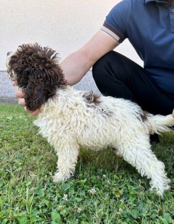 lagotto-romagnolo-stenci-big-1