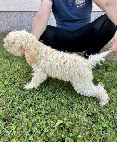 lagotto-romagnolo-stenci-big-2