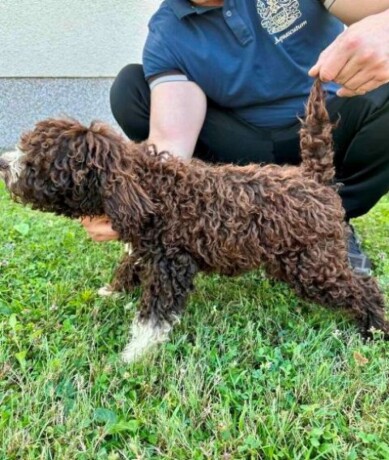 lagotto-romagnolo-stenci-big-4