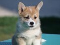 velski-korgiwelsh-corgi-pembroke-small-4