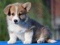 velski-korgiwelsh-corgi-pembroke-small-3