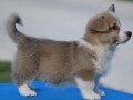 velski-korgiwelsh-corgi-pembroke-small-2