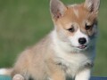 velski-korgiwelsh-corgi-pembroke-small-0