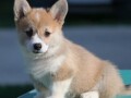 velski-korgiwelsh-corgi-pembroke-small-1