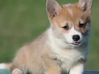 Velski korgi/Welsh Corgi Pembroke