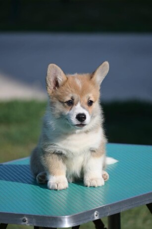 velski-korgiwelsh-corgi-pembroke-big-4