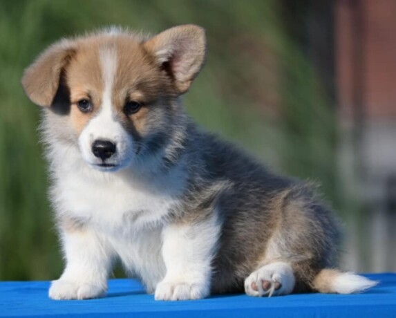 velski-korgiwelsh-corgi-pembroke-big-3