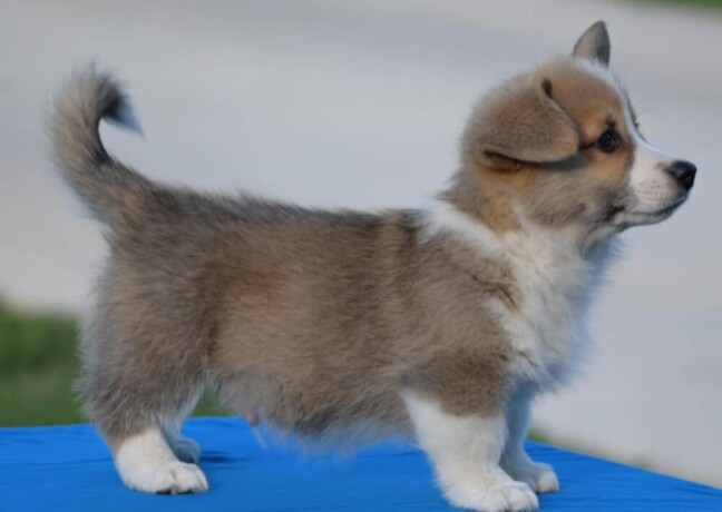 velski-korgiwelsh-corgi-pembroke-big-2