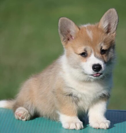 velski-korgiwelsh-corgi-pembroke-big-0