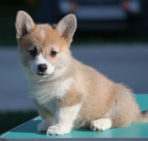 velski-korgiwelsh-corgi-pembroke-big-1