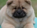 chow-chow-cau-cau-cau-cau-small-0