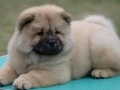 chow-chow-cau-cau-cau-cau-small-1