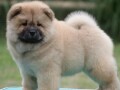 chow-chow-cau-cau-cau-cau-small-2