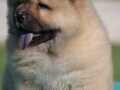 chow-chow-cau-cau-cau-cau-small-3