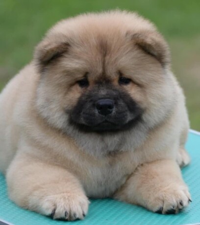 chow-chow-cau-cau-cau-cau-big-0