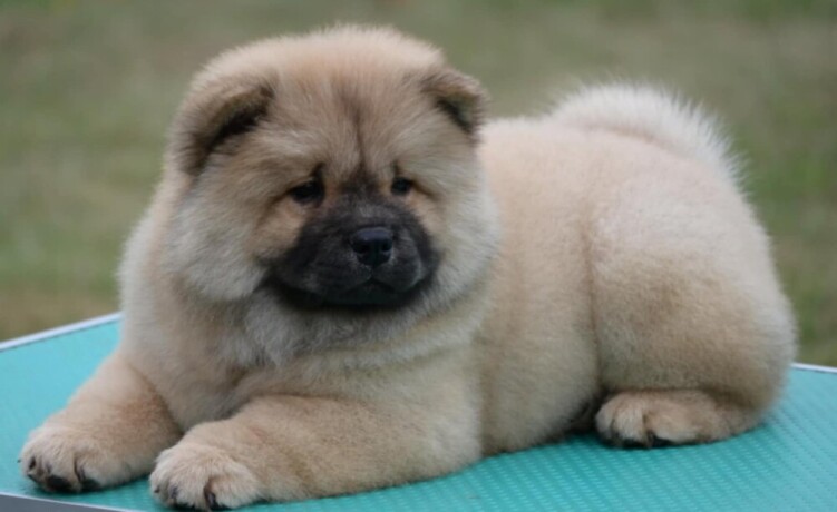 chow-chow-cau-cau-cau-cau-big-1