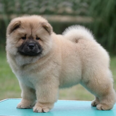 chow-chow-cau-cau-cau-cau-big-2