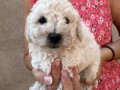 toy-poodle-ostenjene-1-jula-small-2