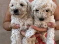 toy-poodle-ostenjene-1-jula-small-0