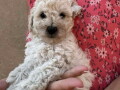 toy-poodle-ostenjene-1-jula-small-4