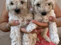 toy-poodle-ostenjene-1-jula-small-3