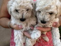 toy-poodle-ostenjene-1-jula-small-1