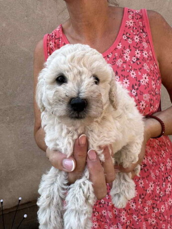 toy-poodle-ostenjene-1-jula-big-2