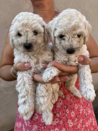 toy-poodle-ostenjene-1-jula-big-3