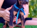 doberman-stenci-small-1