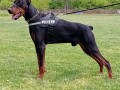 doberman-stenci-small-3