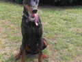 doberman-stenci-small-4