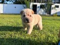 shar-pei-sar-pej-stenci-small-3