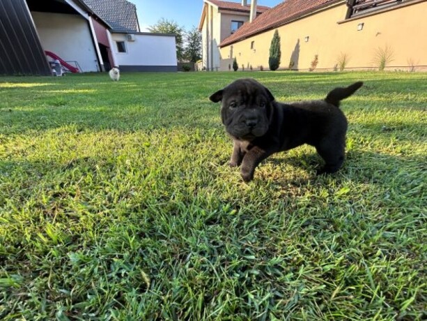 shar-pei-sar-pej-stenci-big-2