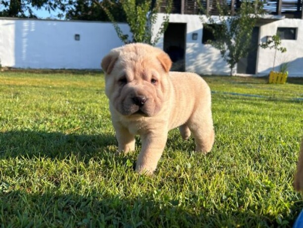 shar-pei-sar-pej-stenci-big-3