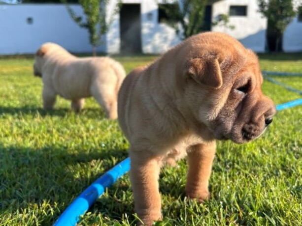 shar-pei-sar-pej-stenci-big-1