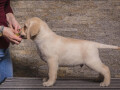 labrador-retriverstenci-small-3