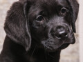 labrador-retriverstenci-small-2