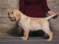 labrador-retriverstenci-small-0