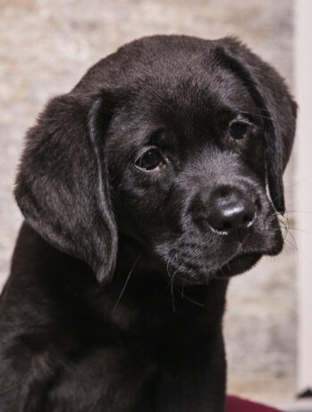 labrador-retriverstenci-big-2